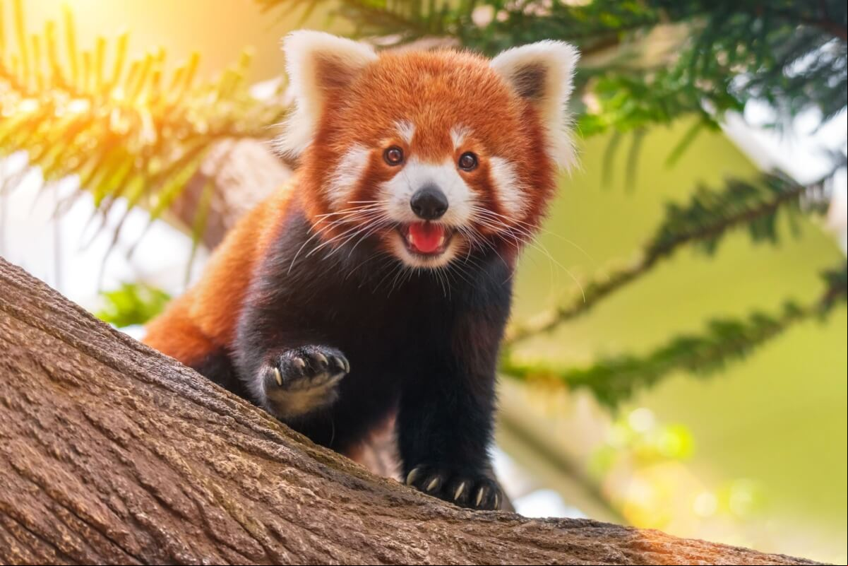 Os pandas-vermelhos são cheios de particularidades e hábitos únicos